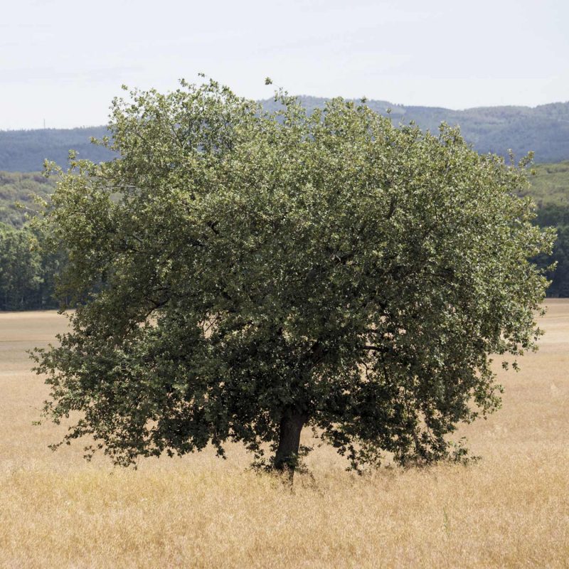 Evergreen oak