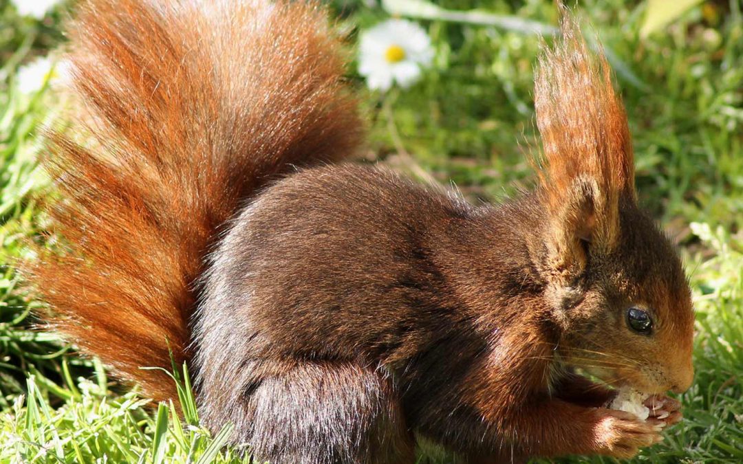 Red squirrel