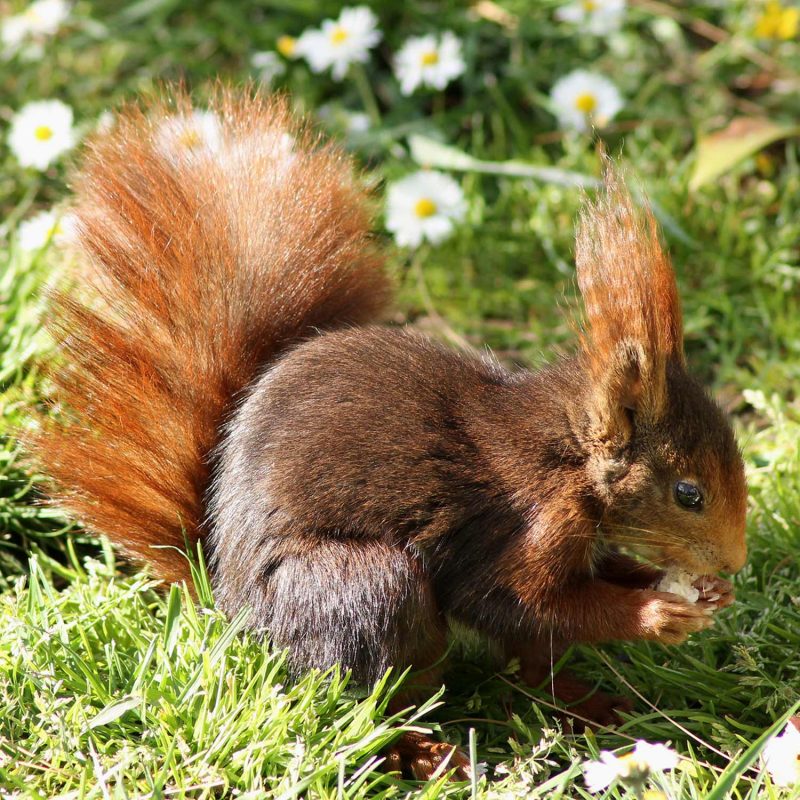 Red squirrel