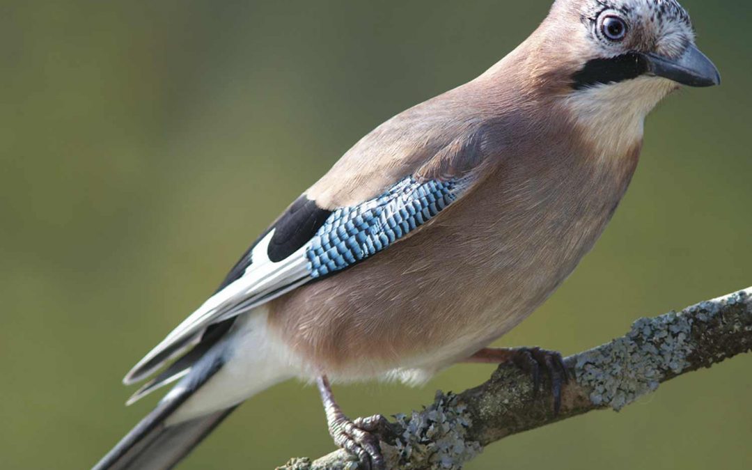 Eurasian jay