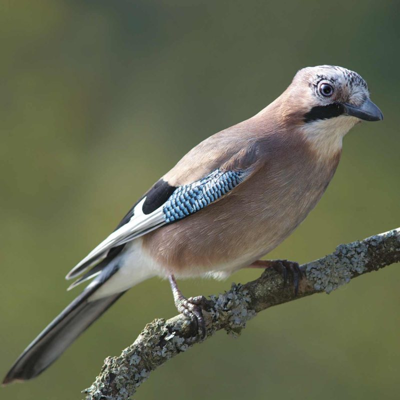 Eurasian jay