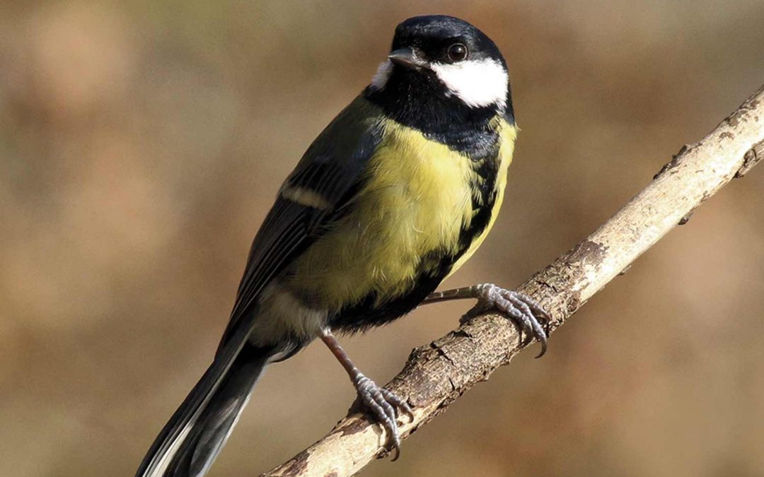 Mésange charbonnière