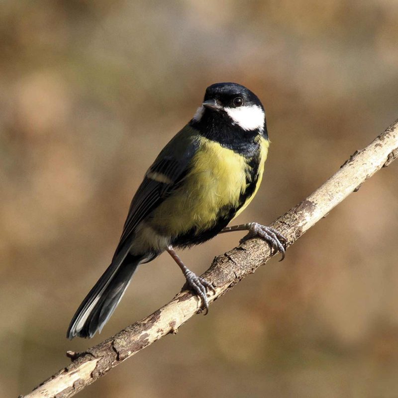 Mésange charbonnière