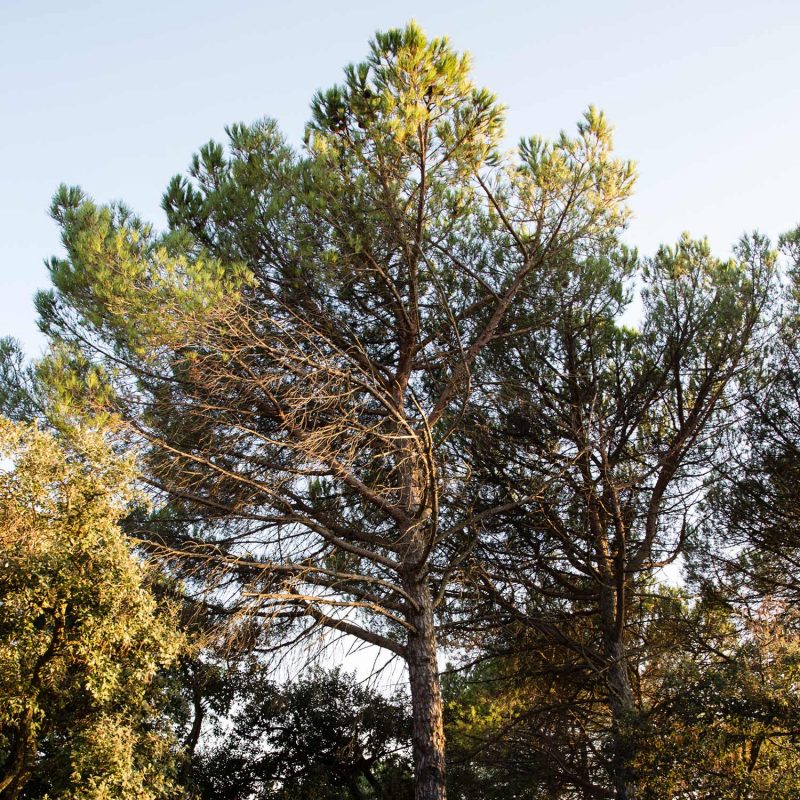 Stone pine