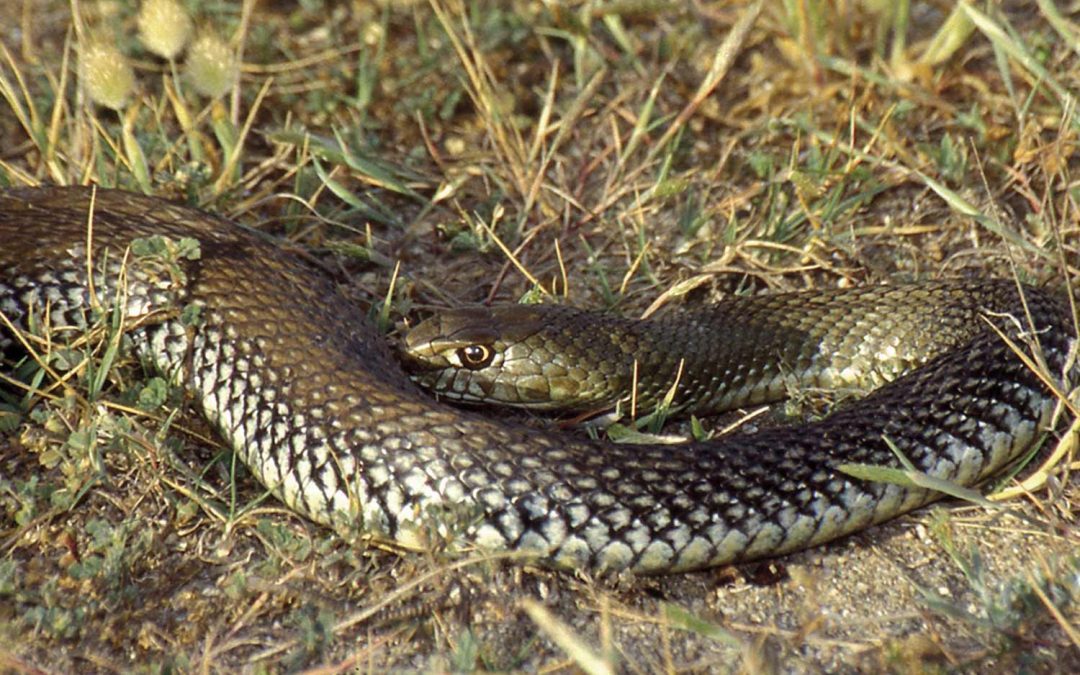 Montpellier snake