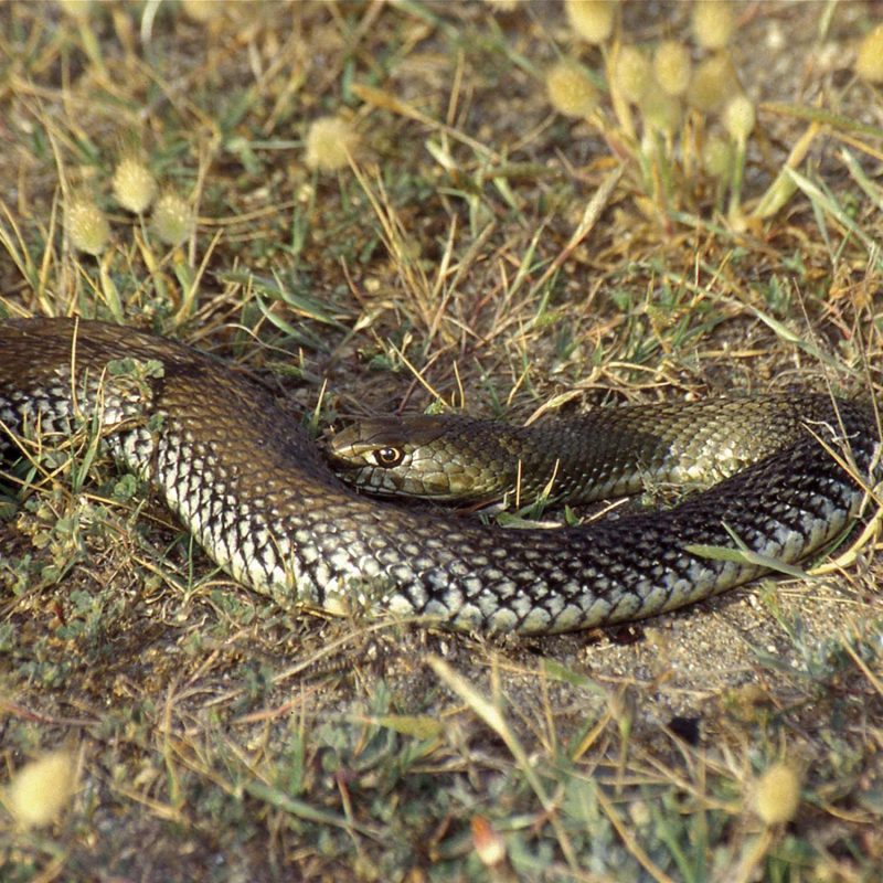 Serpiente verde