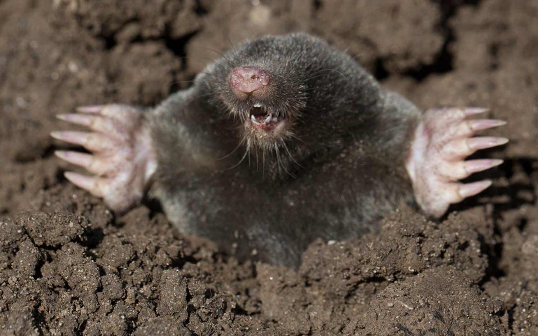 European mole