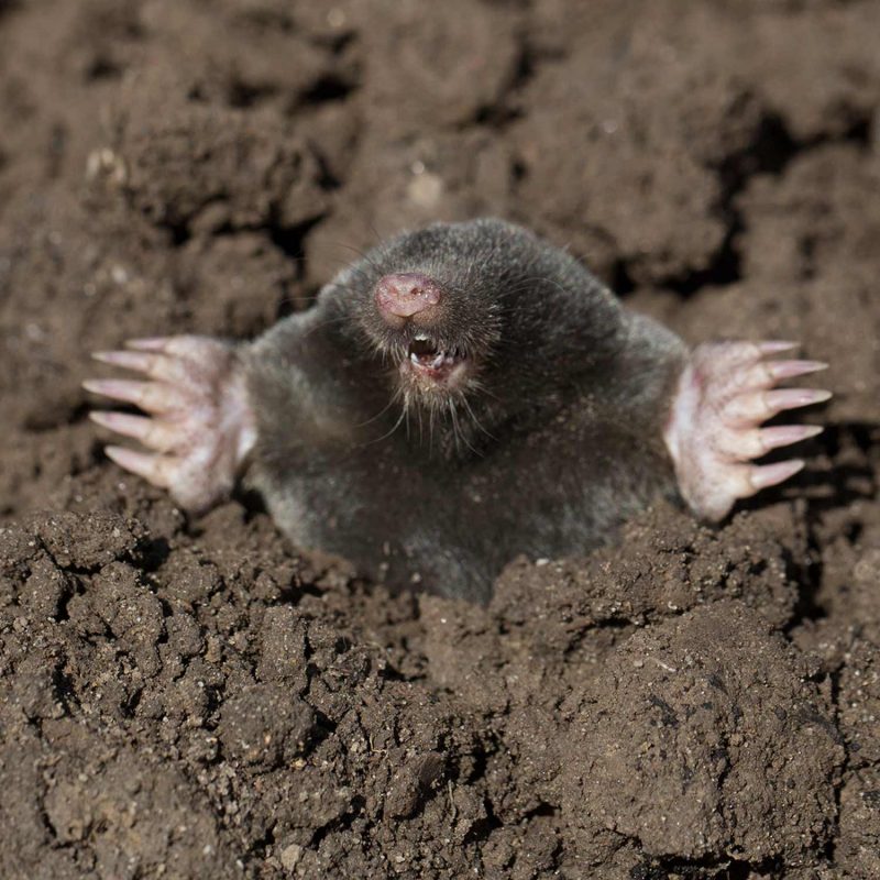 European mole