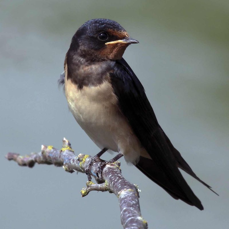 Golondrina vulgar