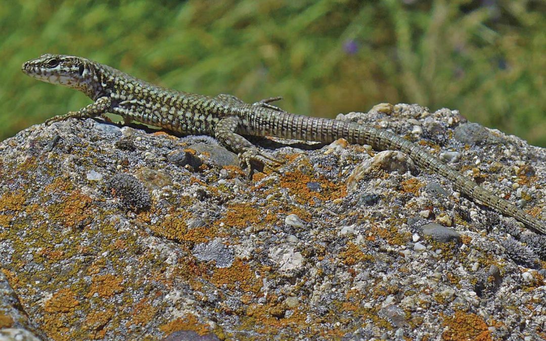 Iberian wall lizard