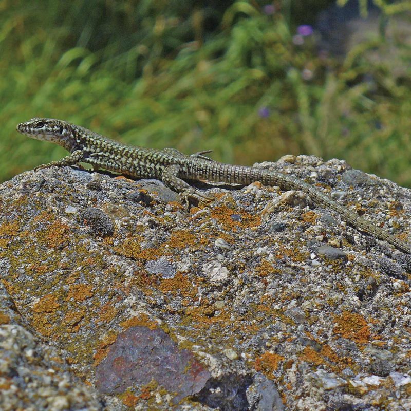 Iberian wall lizard