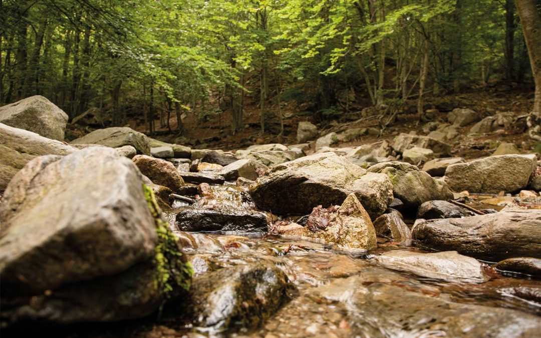 Parque Natural del Montseny