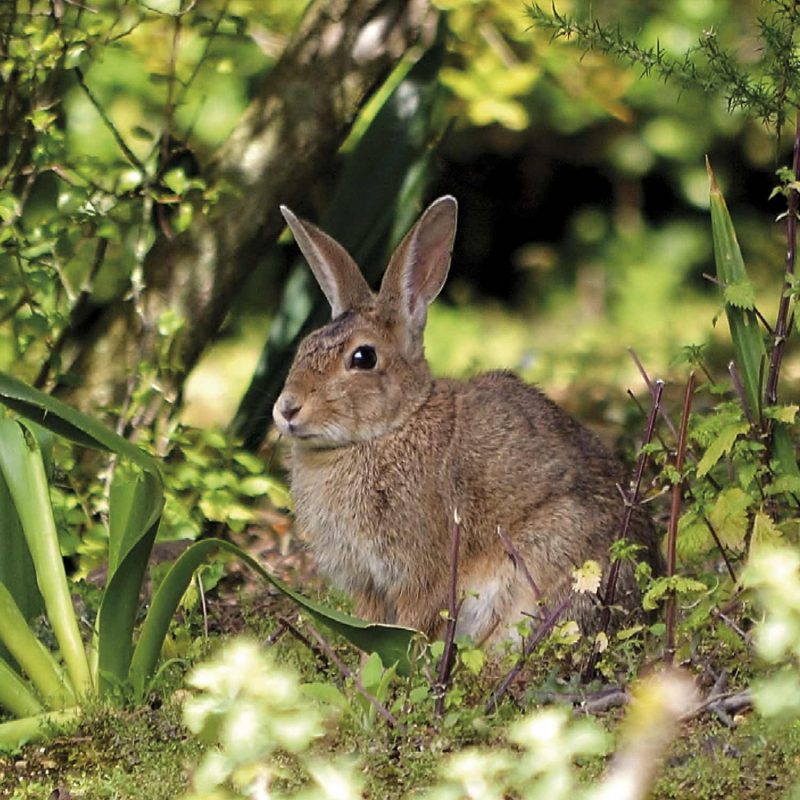 Lapin de garenne